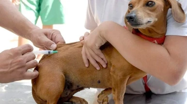 Prefeitura realiza vacinação antirrábica de cães e gatos no Novo Horizonte