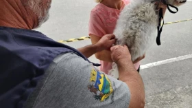 Prefeitura realiza vacinação antirrábica de cães e gatos no Cecap