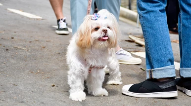 Cãominhada UNITAU reúne famílias e pets em manhã de lazer, saúde e solidariedade no SEDES
