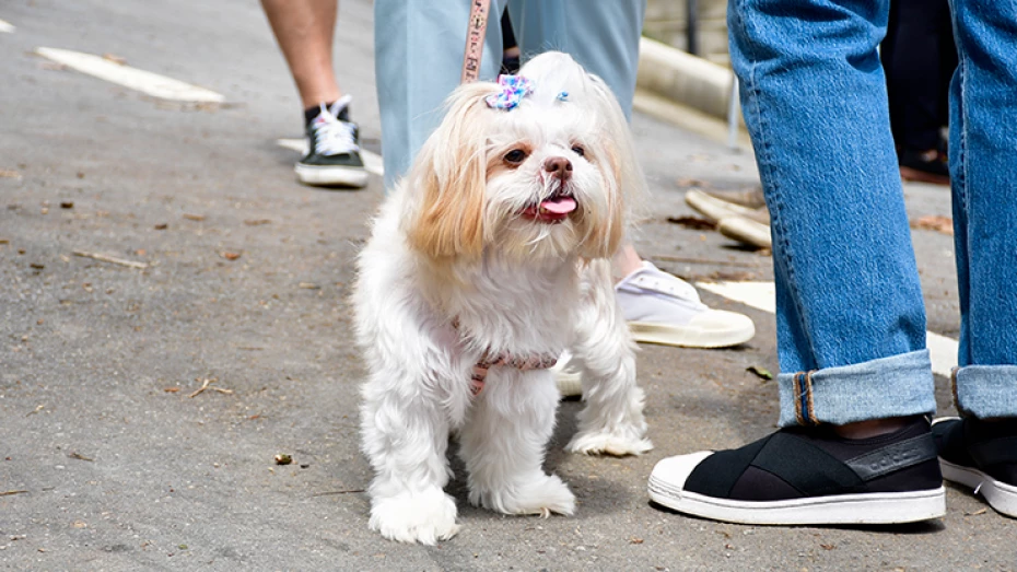 Cãominhada UNITAU reúne famílias e pets em manhã de lazer, saúde e solidariedade no SEDES