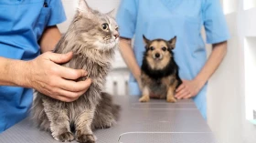 Castramóvel realiza mutirão para castração de 600 cães e gatos neste final de semana