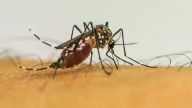 Prefeitura alerta para cuidados com a dengue, mesmo com queda de casos em 2025 em Taubaté