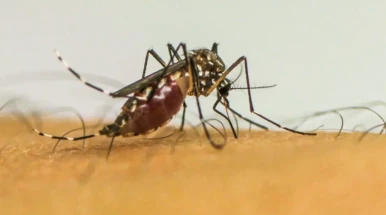 Prefeitura alerta para cuidados com a dengue, mesmo com queda de casos em 2025 em Taubaté