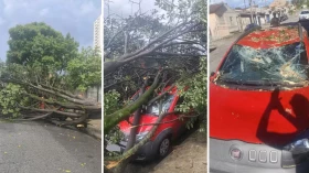Árvore de grande porte cai e destrói carro em Taubaté