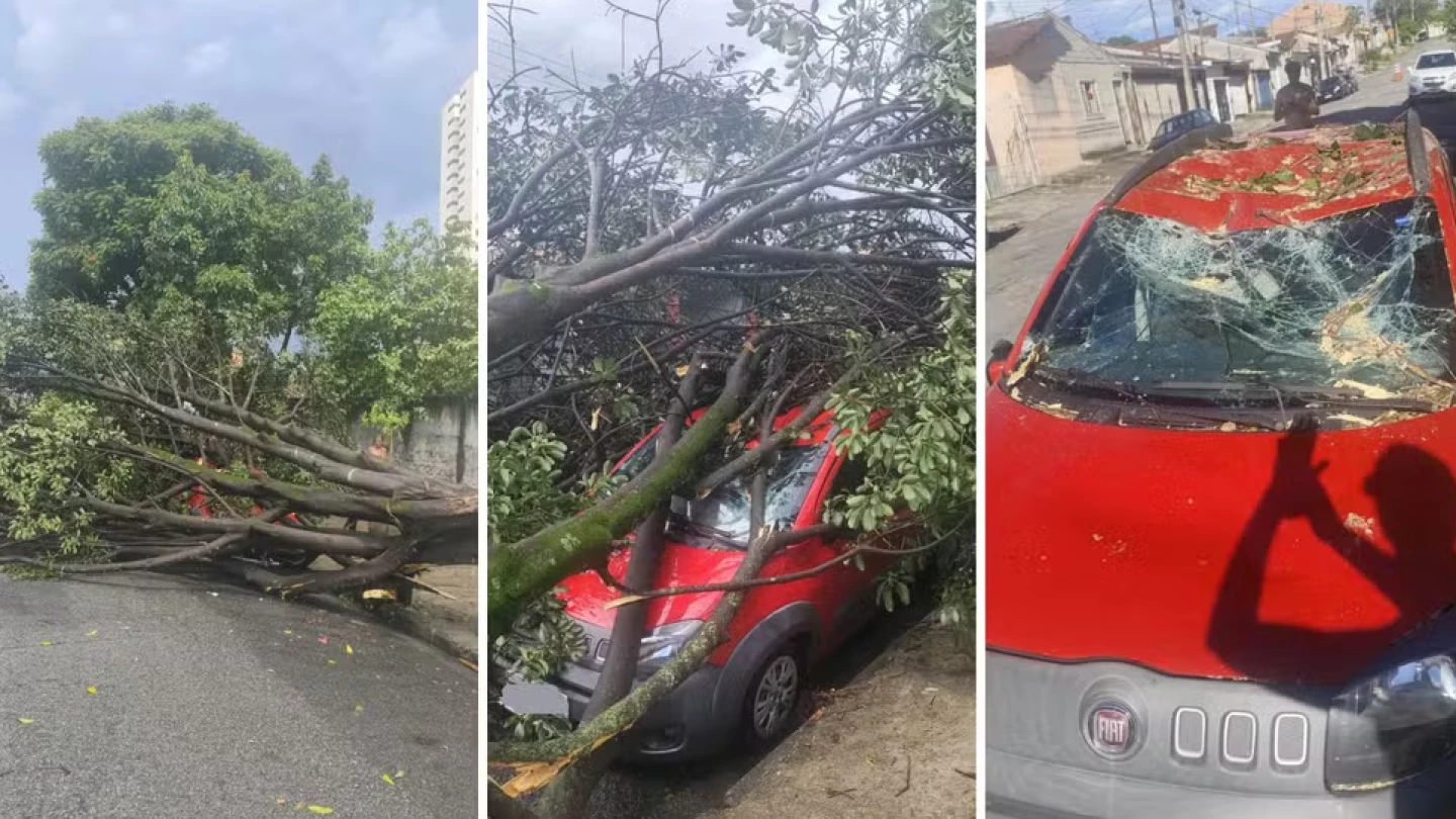 Árvore de grande porte cai e destrói carro em Taubaté