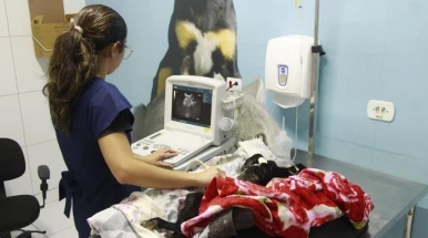 Taubaté realiza quase 5 mil castrações em 2025; Hospital Veterinário supera 12 mil atendimentos