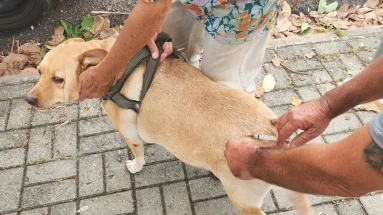 Taubaté: Prefeitura retoma vacinação antirrábica de cães e gatos