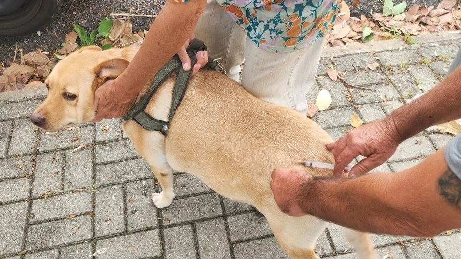Prefeitura retoma vacinação antirrábica de cães e gatos