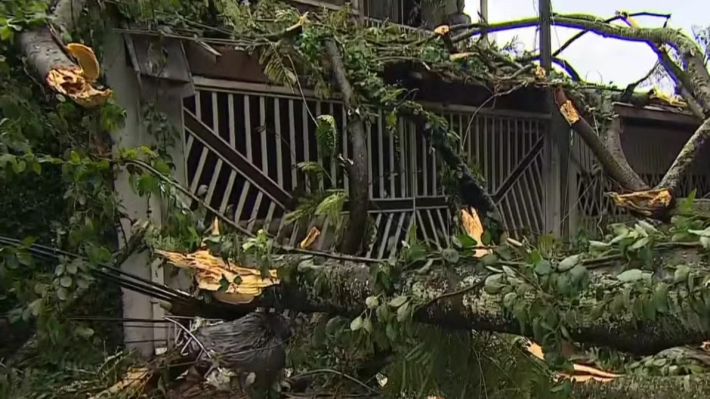Árvore de grande porte cai, atinge três casas e interdita rua em Taubaté