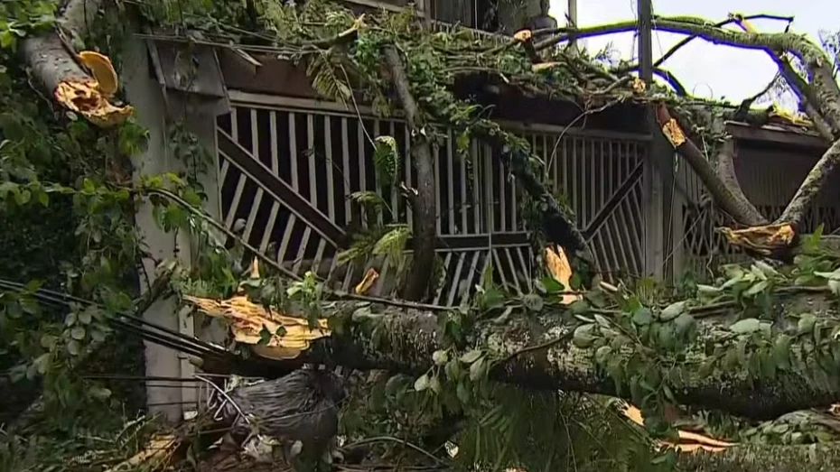 Árvore de grande porte cai, atinge três casas e interdita rua em Taubaté