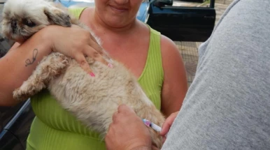 Prefeitura de Taubaté promove vacinação antirrábica de cães e gatos no Jardim América nesta quarta (4)