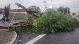 Tempestade que atingiu Taubaté derrubou mais de 30 árvores, segundo Defesa Civil de SP