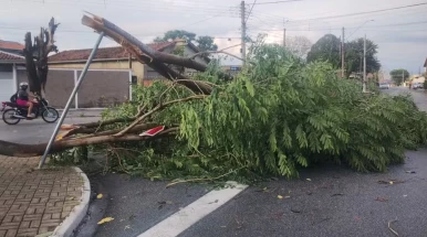 Tempestade que atingiu Taubaté derrubou mais de 30 árvores, segundo Defesa Civil de SP