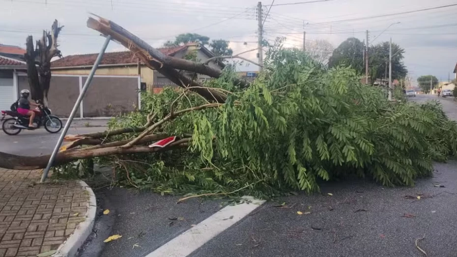 Tempestade que atingiu Taubaté derrubou mais de 30 árvores, segundo Defesa Civil de SP
