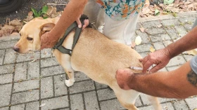 Vacinação antirrábica atende bairros Sandra Maria e Bosque da Saúde nesta semana em Taubaté