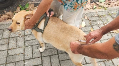 Vacinação antirrábica atende bairros Sandra Maria e Bosque da Saúde nesta semana em Taubaté
