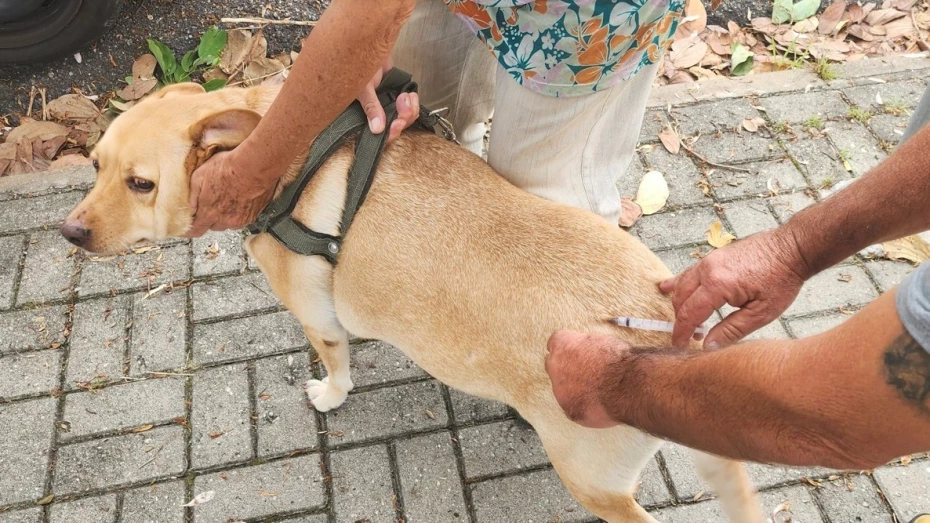 Vacinação antirrábica atende bairros Sandra Maria e Bosque da Saúde nesta semana em Taubaté