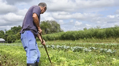 Taubaté: Primeira Feira da Agricultura Familiar da UNITAU acontece na próxima terça-feira (3)