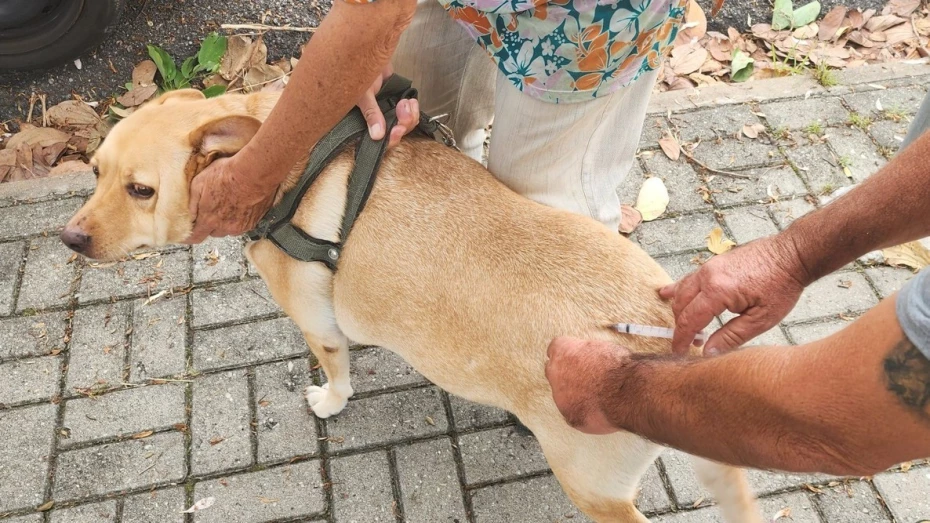 Baronesa recebe vacinação antirrábica para cães e gatos nesta quarta (11) em Taubaté
