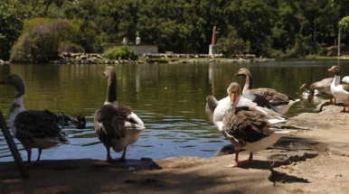 Câmara aprova projeto que permite concessão de parques à iniciativa privada em Taubaté