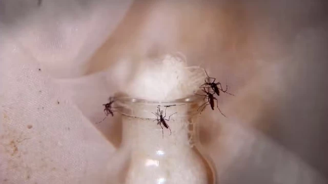 Taubaté registra 1ª morte por febre amarela em 2026