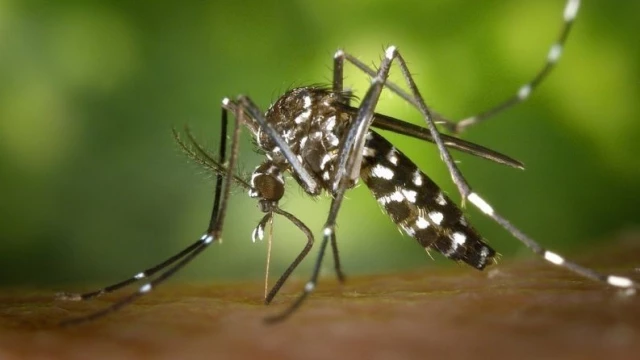 Taubaté confirma 1ª morte por dengue em 2026 após decretar epidemia
