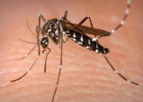Segunda morte por dengue em Taubaté é confirmada