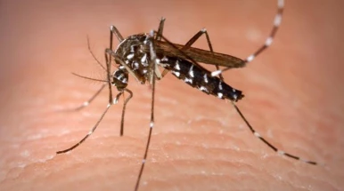 Segunda morte por dengue em Taubaté é confirmada