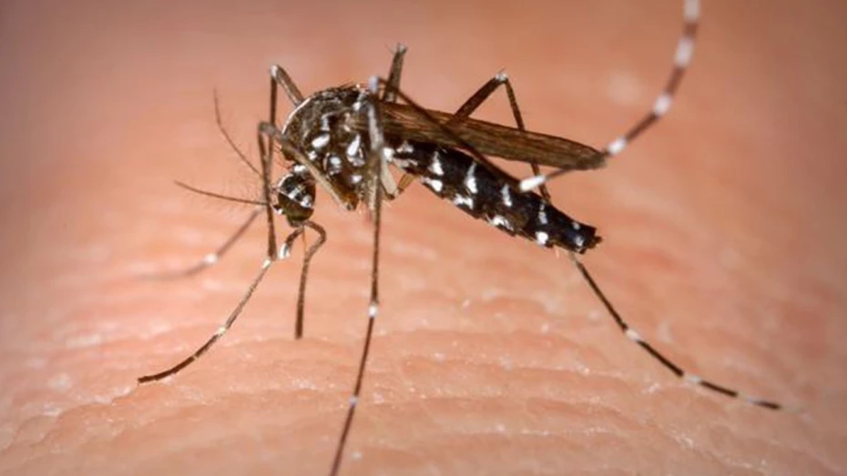 Segunda morte por dengue em Taubaté é confirmada