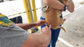 Prefeitura realiza vacinação antirrábica de cães e gatos na Vila São Carlos