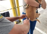 Prefeitura realiza vacinação antirrábica de cães e gatos na Vila São Carlos