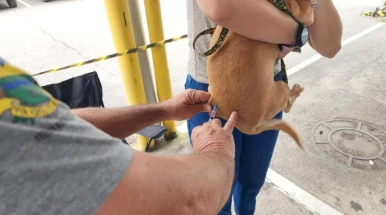 Prefeitura realiza vacinação antirrábica de cães e gatos na Vila São Carlos