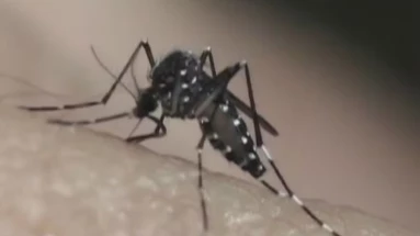 Taubaté: Homem de 54 anos é a terceira morte por dengue em Taubaté