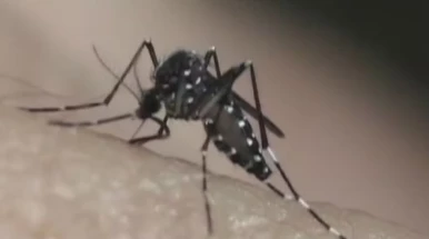 Homem de 54 anos é a terceira morte por dengue em Taubaté