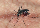 Mulher de 21 anos é confirmada como a quarta morte por dengue em Taubaté