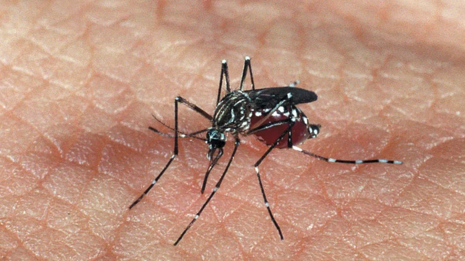 Mulher de 21 anos é confirmada como a quarta morte por dengue em Taubaté