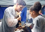 Castra Mais SP traz castrações gratuitas de cães e gatos para Taubaté