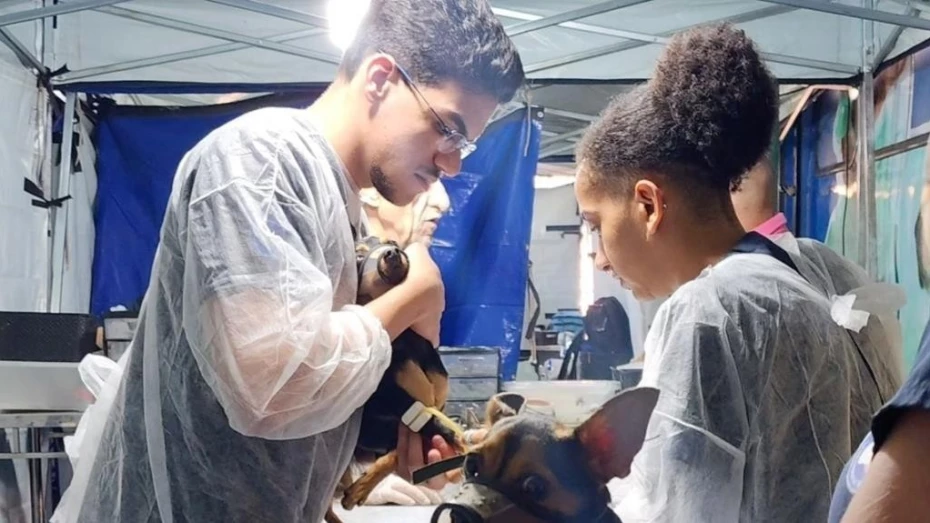 Castra Mais SP traz castrações gratuitas de cães e gatos para Taubaté