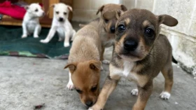 Prefeitura lança Taubapet, para incentivar adoção responsável e bem-estar animal