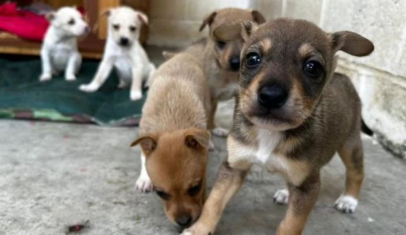 Prefeitura lança Taubapet, para incentivar adoção responsável e bem-estar animal