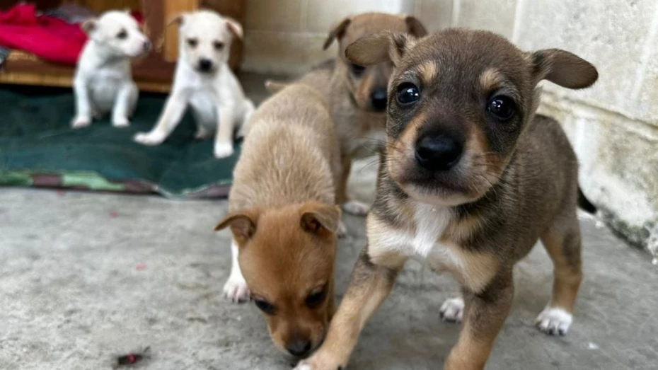 Prefeitura lança Taubapet, para incentivar adoção responsável e bem-estar animal