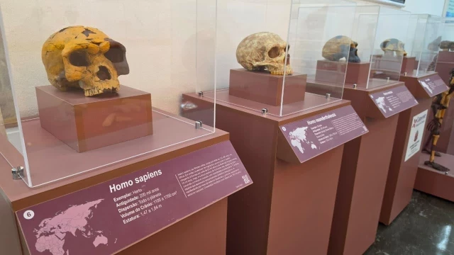 Museu de História Natural de Taubaté recebe exposição ‘Invasão Hominínia’, do Museu Catavento