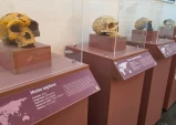 Museu de História Natural de Taubaté recebe exposição ‘Invasão Hominínia’, do Museu Catavento