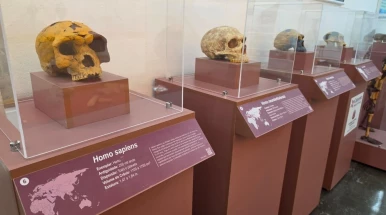 Museu de História Natural de Taubaté recebe exposição ‘Invasão Hominínia’, do Museu Catavento
