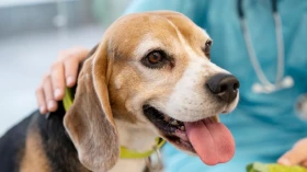 Prefeitura realiza vacinação antirrábica de cães e gatos na Estiva nesta quarta (29)