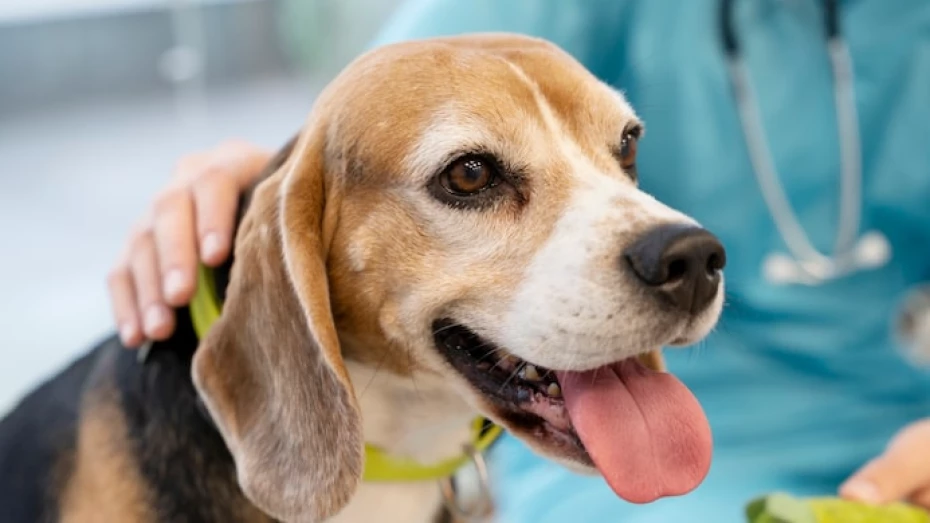Prefeitura realiza vacinação antirrábica de cães e gatos na Estiva nesta quarta (29)