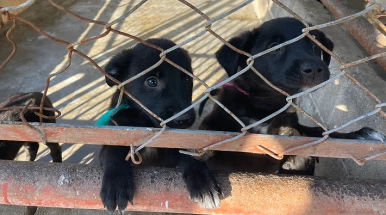 CCZ de Taubaté abriga 400 animais e reforça cuidados no inverno
