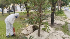 Prefeitura aplica formicida e reforça controle de roedores em praças e espaços públicos de Taubaté