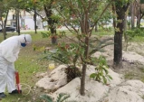 Prefeitura aplica formicida e reforça controle de roedores em praças e espaços públicos de Taubaté