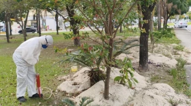 Prefeitura aplica formicida e reforça controle de roedores em praças e espaços públicos de Taubaté